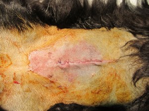 operatienaad na sterilisatie