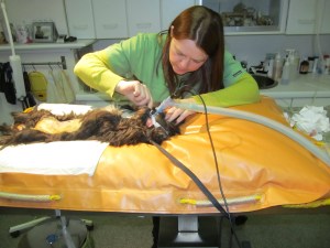 Dierenarts Viviane aan het werk