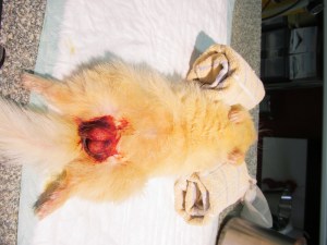 Snow klaar voor operatie