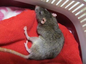 Caleope na de operatie, klaar om naar huis te gaan.